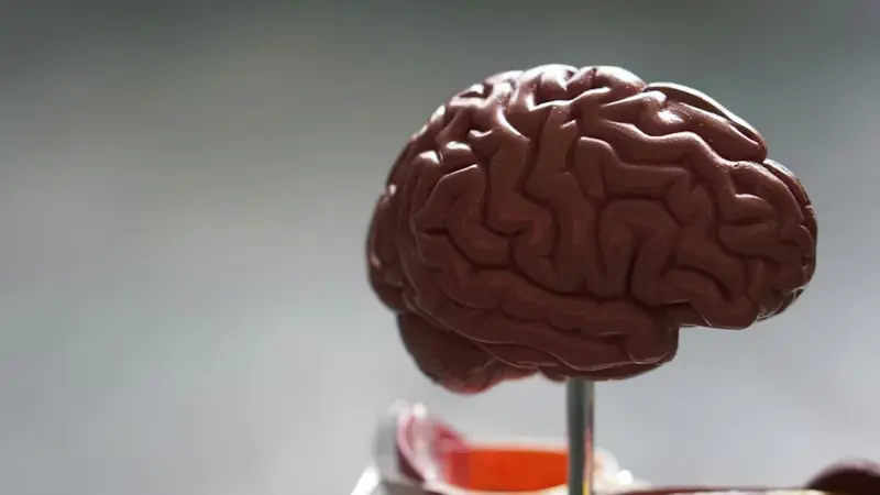 cerebro-dolorCronico-card-img
